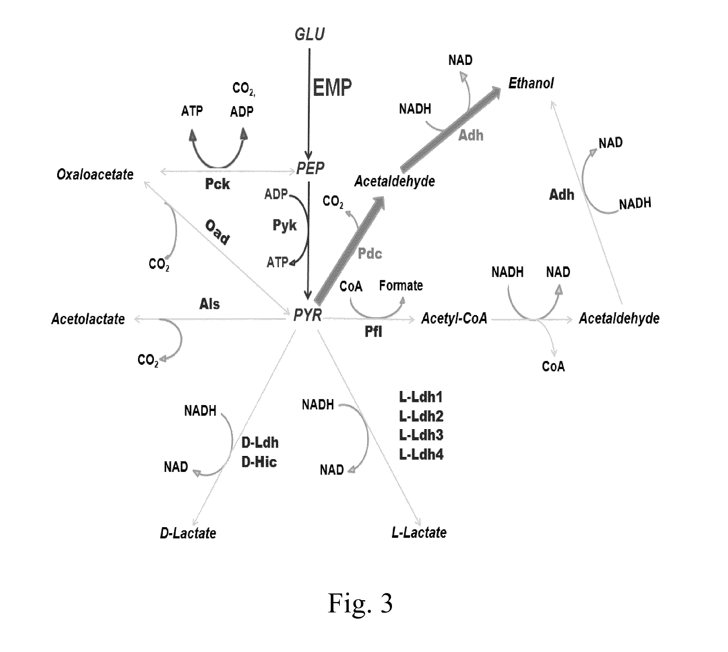 Construction of a lactobacillus casei ethanologen