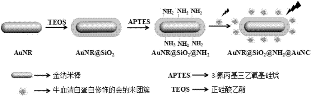 Preparation method of gold nanocluster fluorescent system based on surface plasmon enhancement