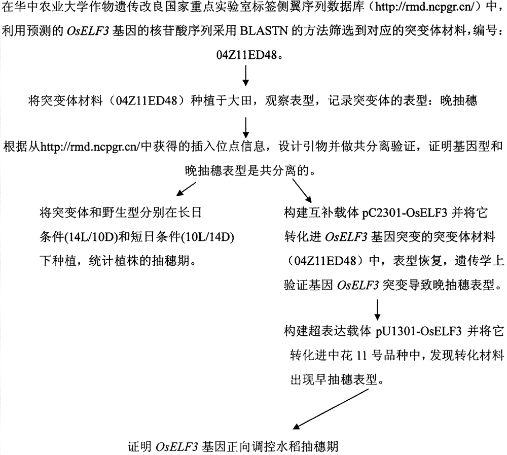 Application of OsELF 3 gene in controlling heading stage of paddy rice