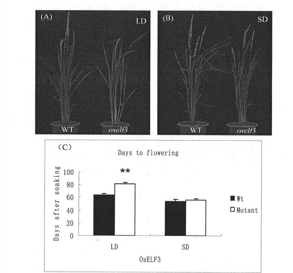 Application of OsELF 3 gene in controlling heading stage of paddy rice