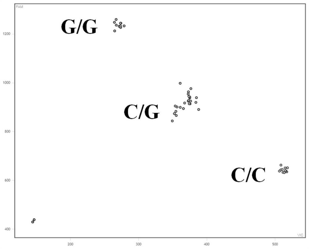 Development and application of KASP marker of rice grain type gene GLW7