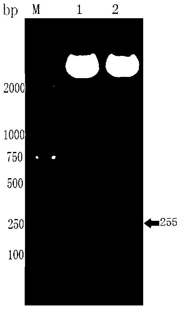 B cell epitope peptide segment of amino-terminal pro-brain natriuretic peptide and applications thereof