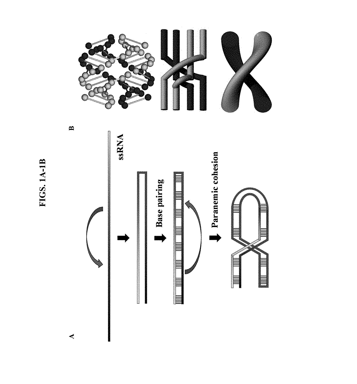 Structure assisted directed evolution of multivalent aptamers