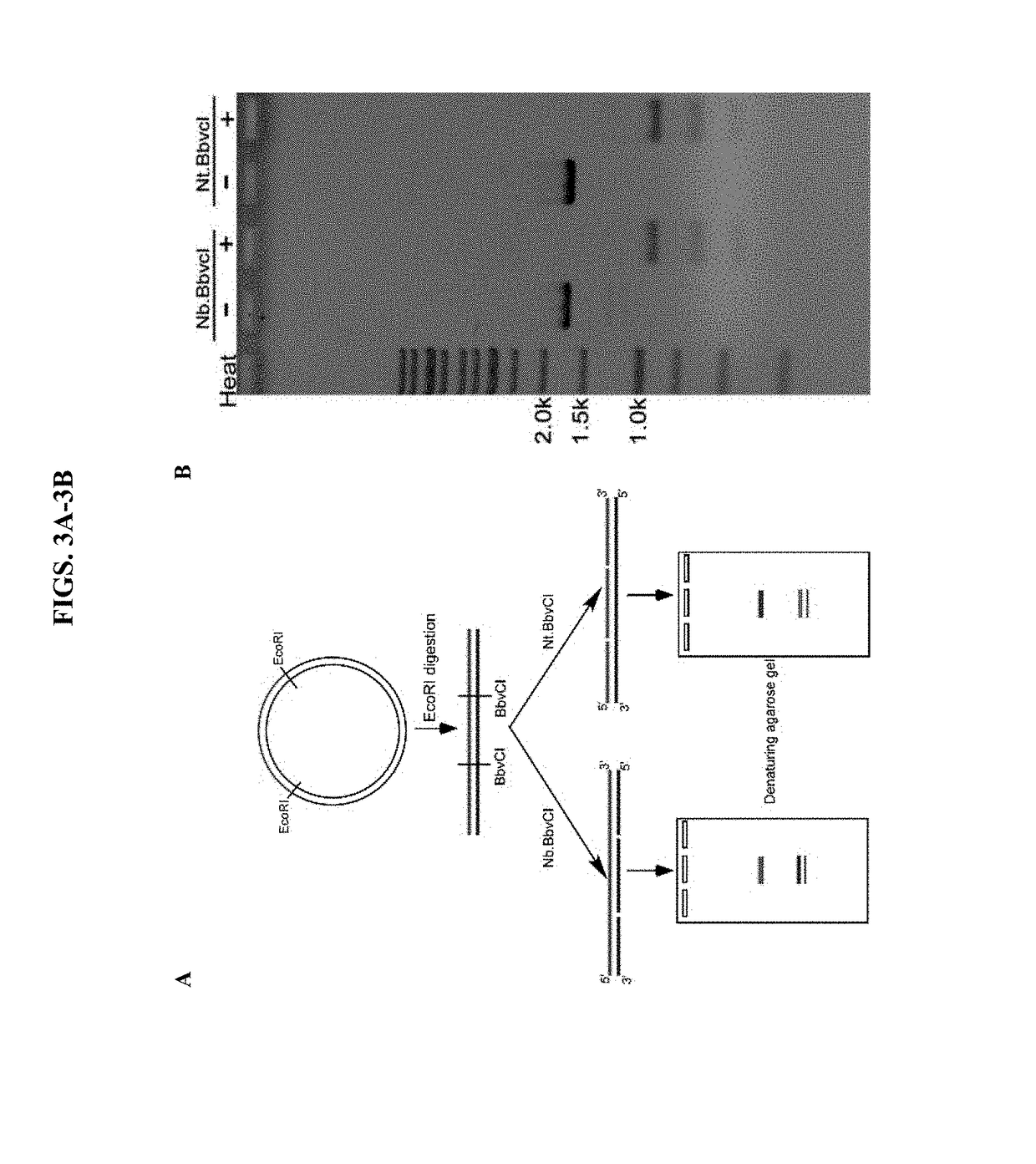 Structure assisted directed evolution of multivalent aptamers