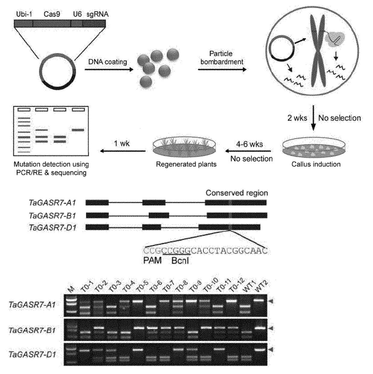 A method for precise modification of plant via transient gene expression