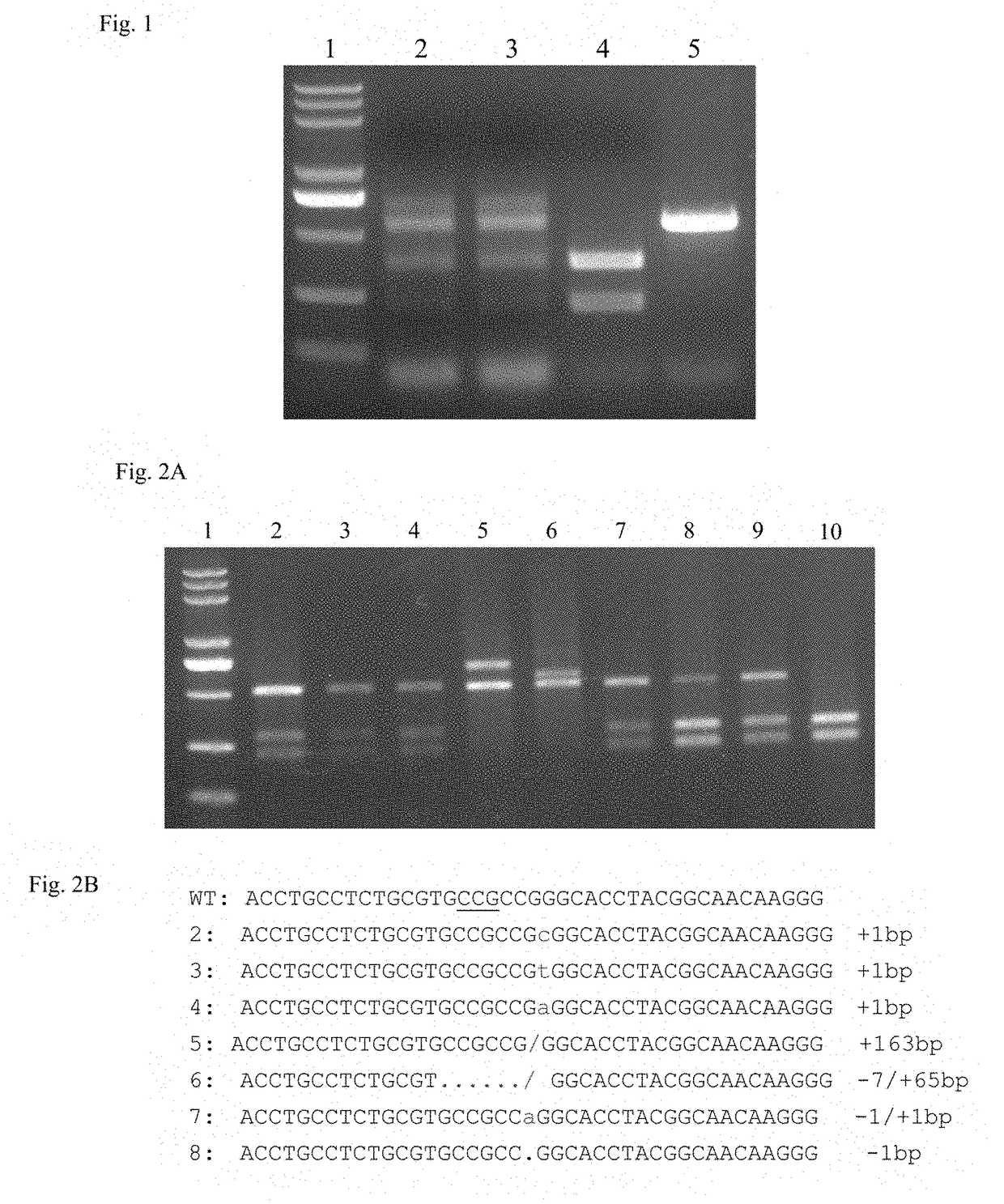 A method for precise modification of plant via transient gene expression