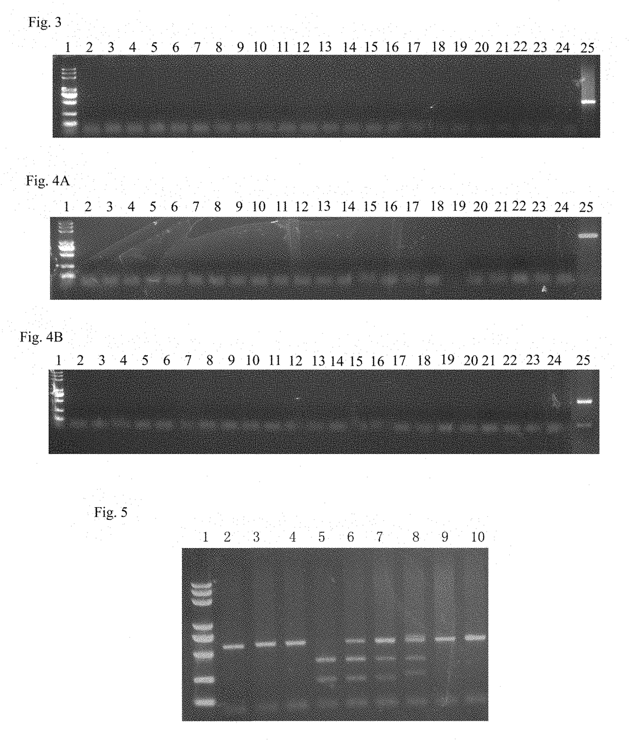 A method for precise modification of plant via transient gene expression