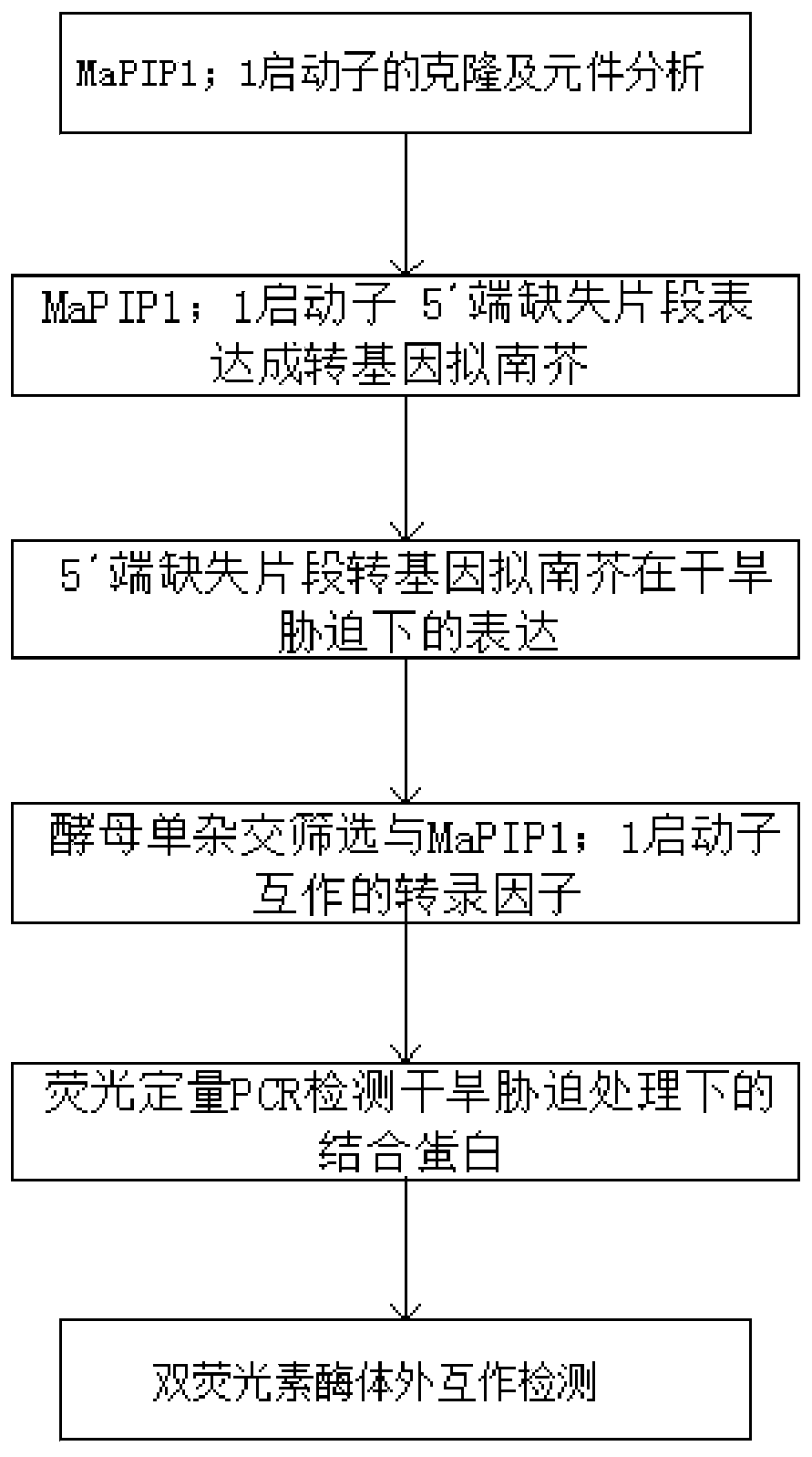 Method for identifying banana aquaporin gene promoter transcription factors