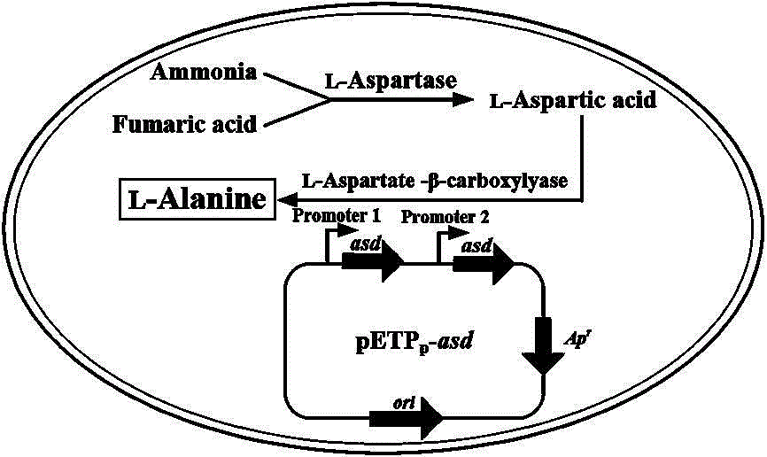 Constitutive expression genetically engineered bacterium and application thereof to produce L-alanine