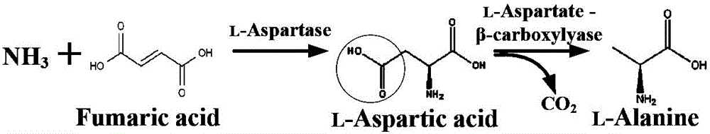 Constitutive expression genetically engineered bacterium and application thereof to produce L-alanine