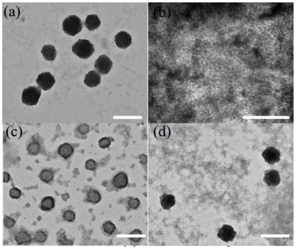 Preparation method of multi-stage bionic nano-drug carrier with targeted long circulation