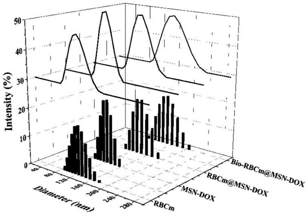 Preparation method of multi-stage bionic nano-drug carrier with targeted long circulation