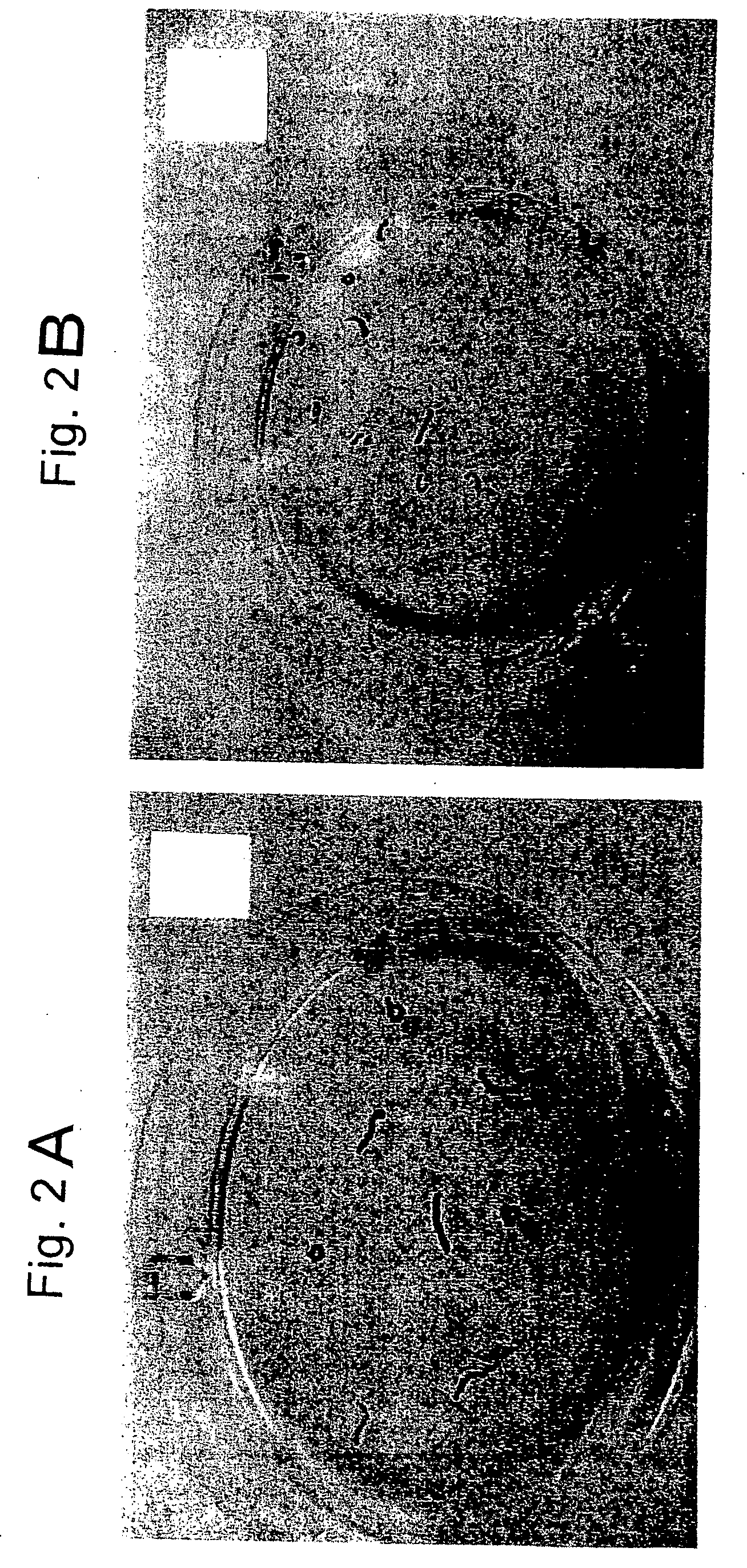 Dehydration procedures for induction of cryptobiosis in insect larvae