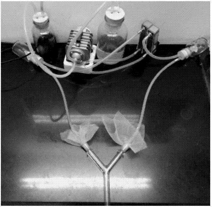 Application of trans-caryophyllene to cyrtorhinus lividipennis attractant