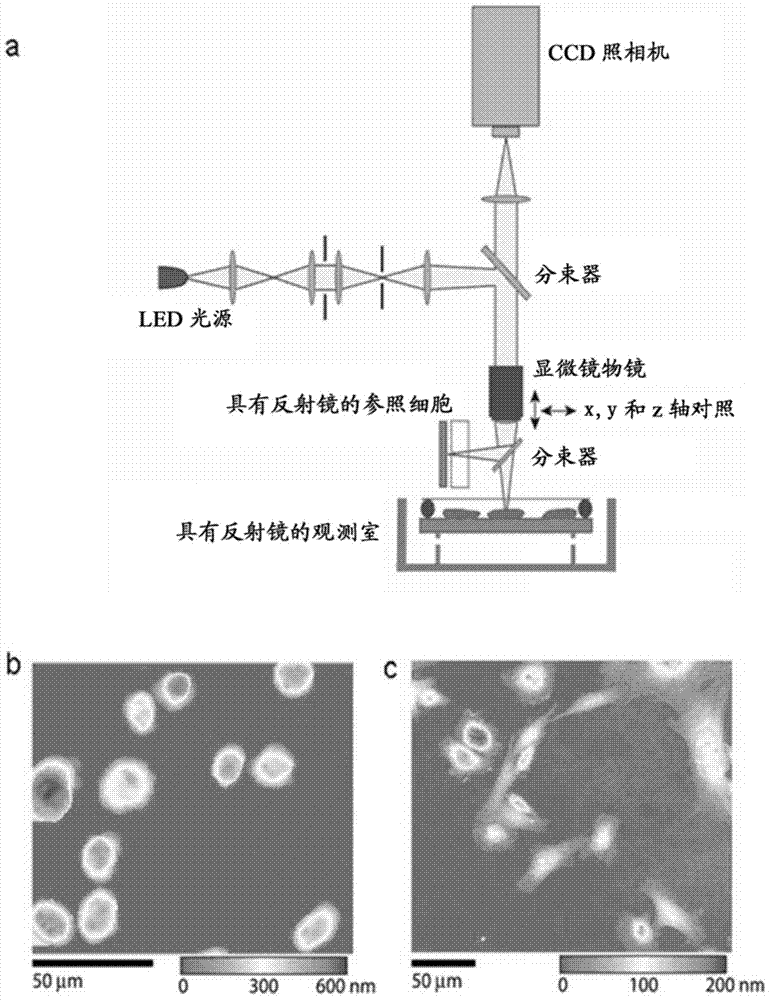 Rapid, massively parallel single-cell drug response measurements via live cell interferometry