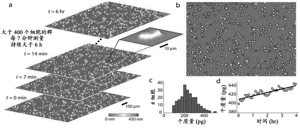 Rapid, massively parallel single-cell drug response measurements via live cell interferometry