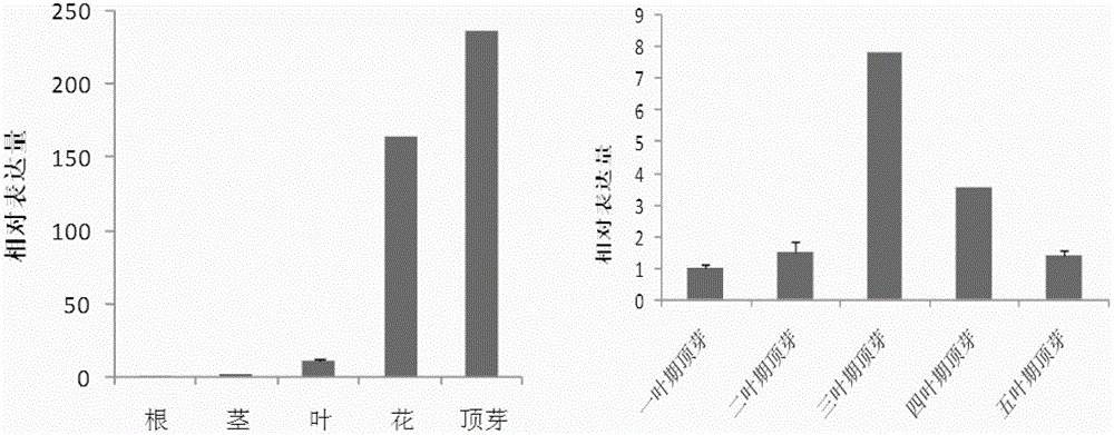 Upland cotton GhLFY protein and coding gene and application thereof