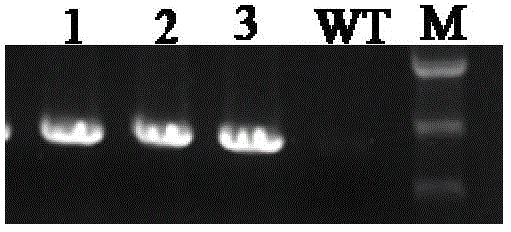 Upland cotton GhLFY protein and coding gene and application thereof