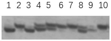 Carrier of male fertility of recoverable rice OsCYP704B2 mutant containing Oryza Punctata promoter and application thereof