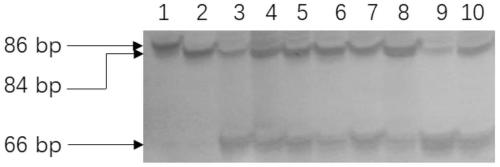 Carrier of male fertility of recoverable rice OsCYP704B2 mutant containing Oryza Punctata promoter and application thereof