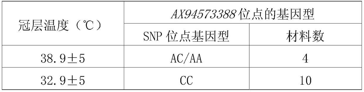 Method for assisting in identifying wheat canopy temperature characteristics and special primer group thereof