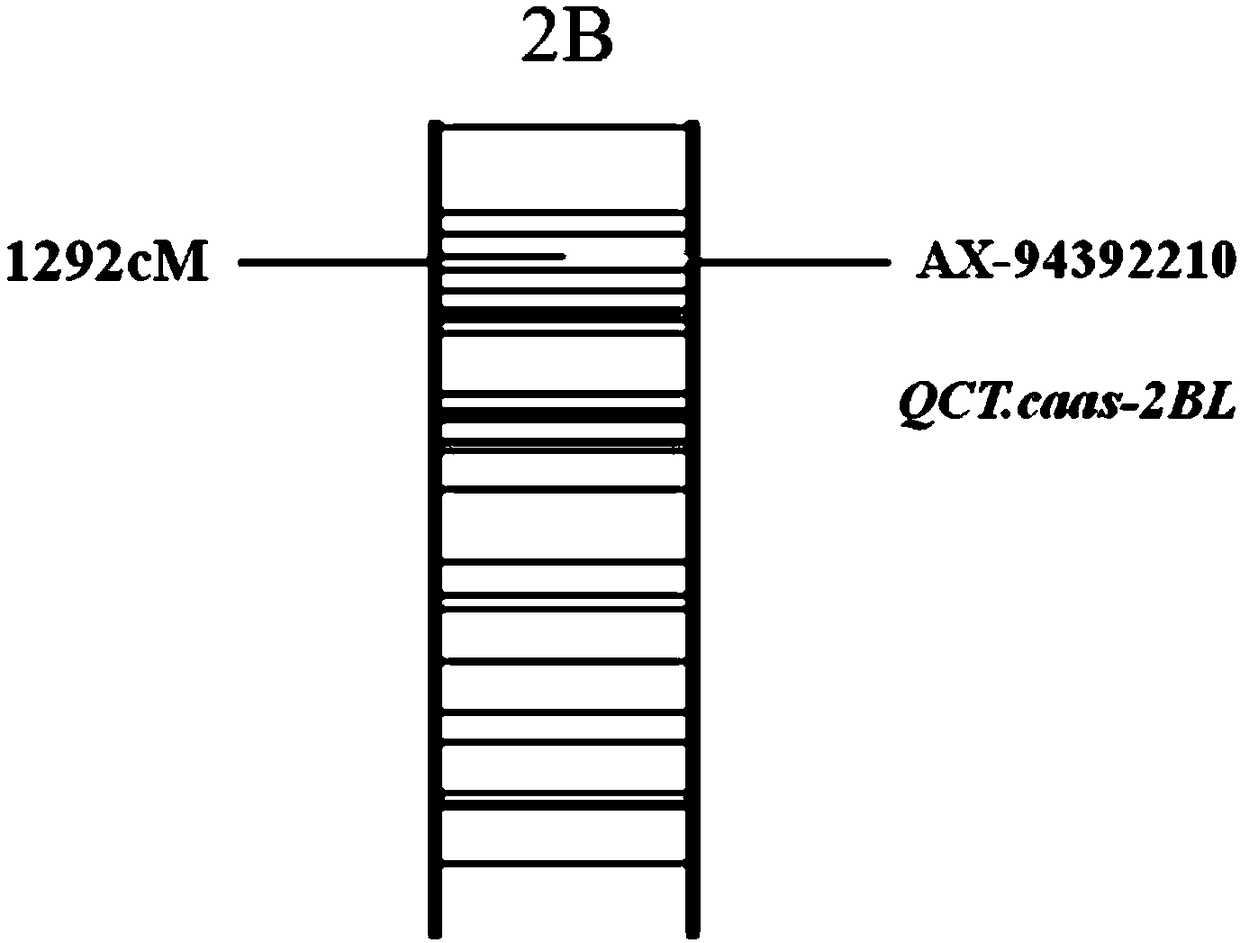 Method for assisting in identifying wheat canopy temperature characteristics and special primer group thereof