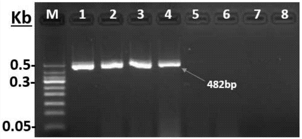 Primer and method for carrying out specific detection and absolute quantification on tomato spotted wilt virus