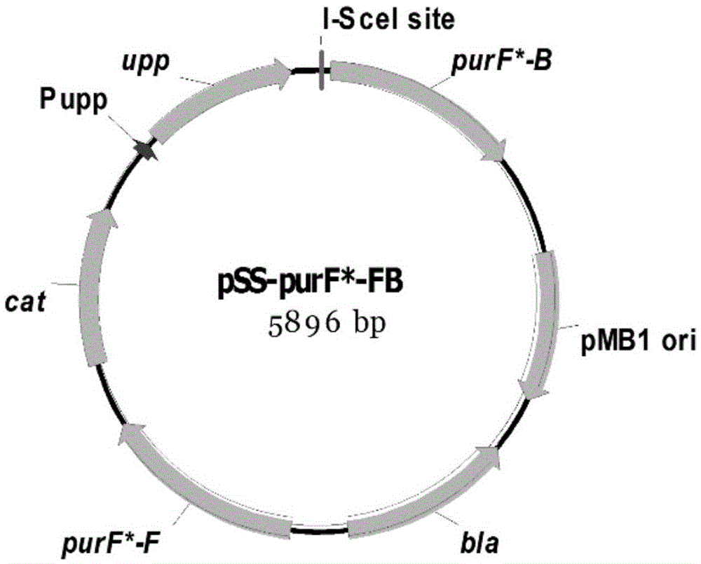 Mutant gene purf encoding prpp transamidase in Bacillus subtilis and its application