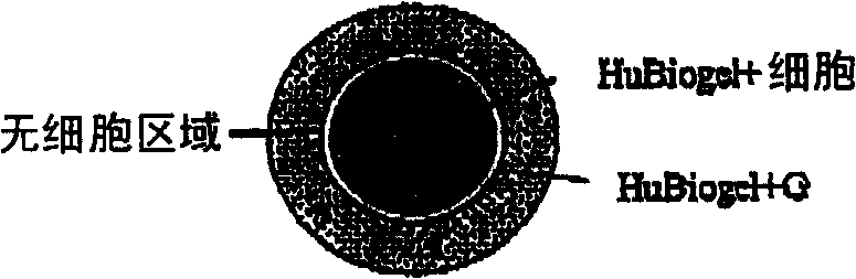 Biologically active native biomatrix composition