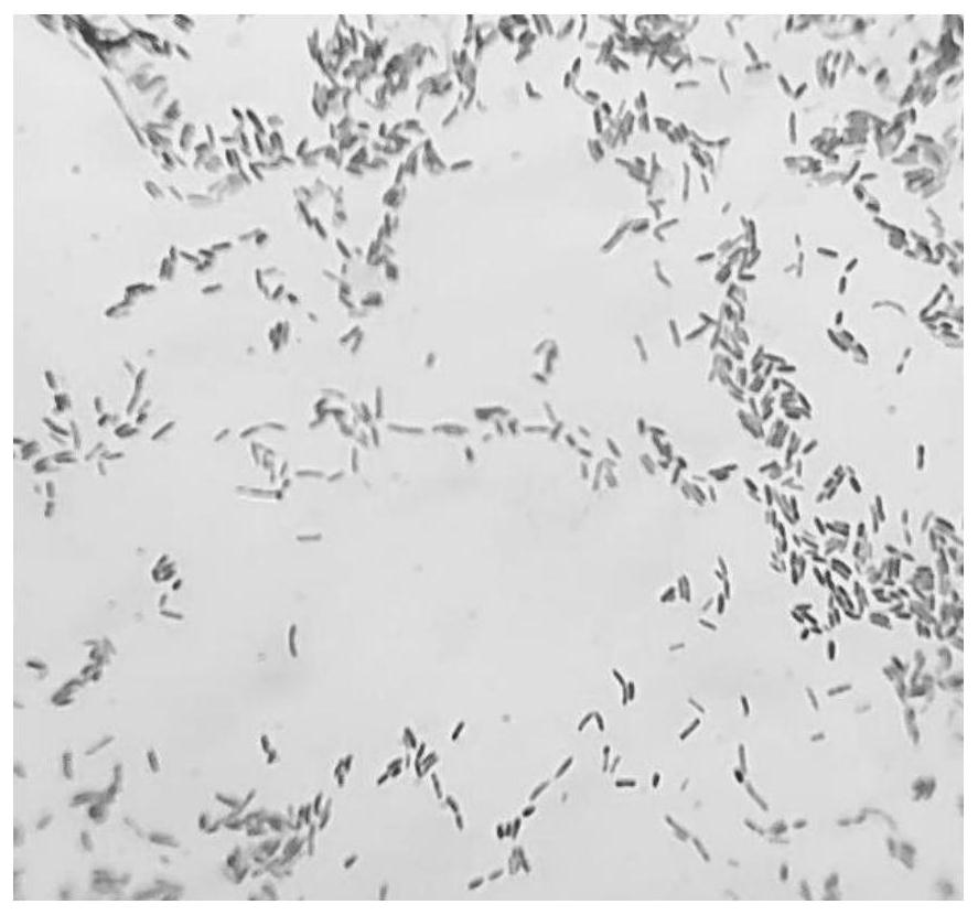 Gluconacetobacter persimmonis and application thereof