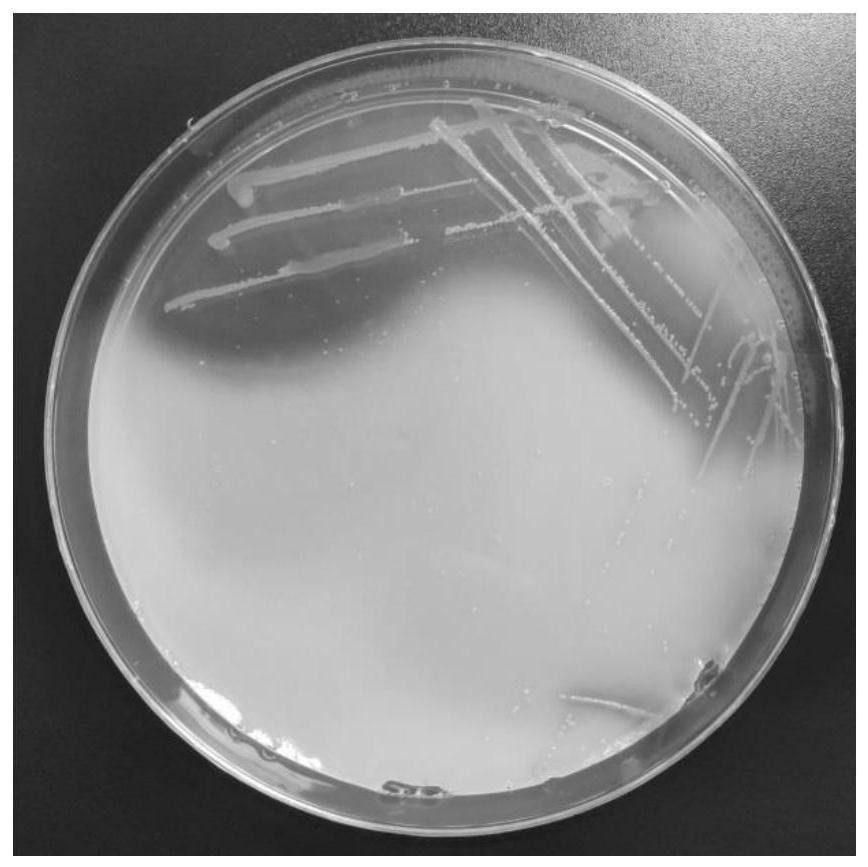 Gluconacetobacter persimmonis and application thereof