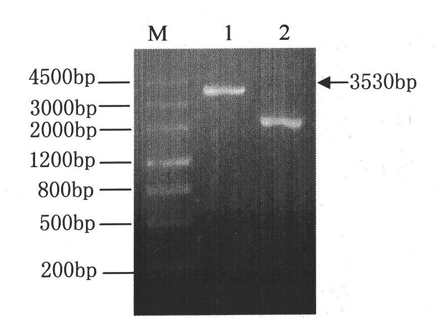 Recombinant vector containing tomato leexp2 gene, recombinant bacteria and expression of leexp2 gene in recombinant bacteria