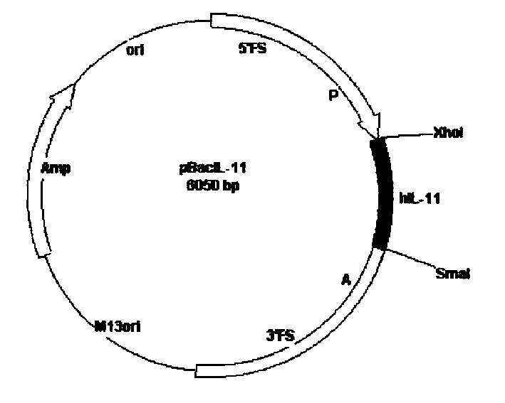 Method for using silkworm to express human interleukin 11 to produce medicine