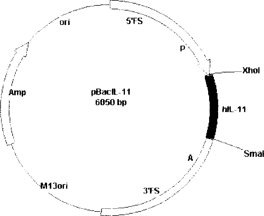 Method for using silkworm to express human interleukin 11 to produce medicine