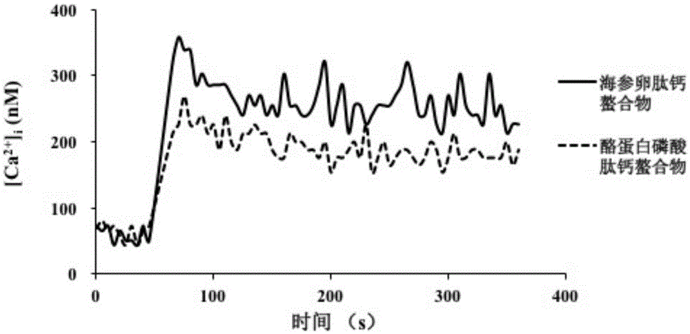 Preparation method of sea cucumber ovum peptide-calcium chelate