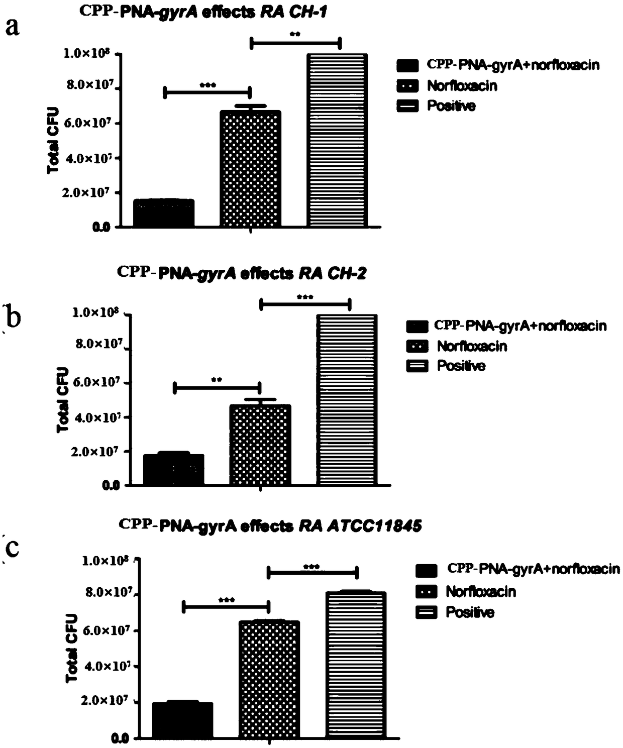 Application of cell-penetrating peptide bound gyrA gene PNA combined antibiotics in preparation of medicine for inhibiting riemerella anatipestifer