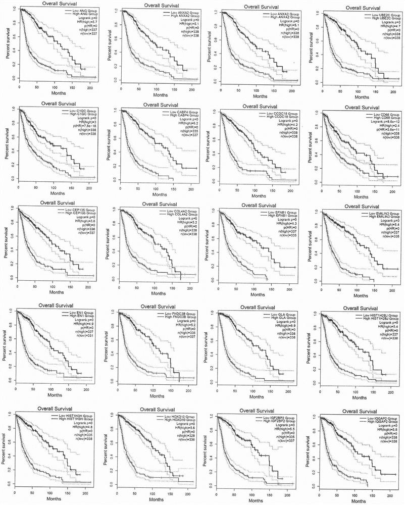 Glioma marker group and application thereof