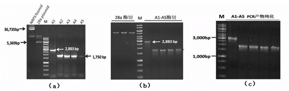 Novel non-ribosomal peptide synthetase gene and cloning and expression of adenylylation structural domains thereof