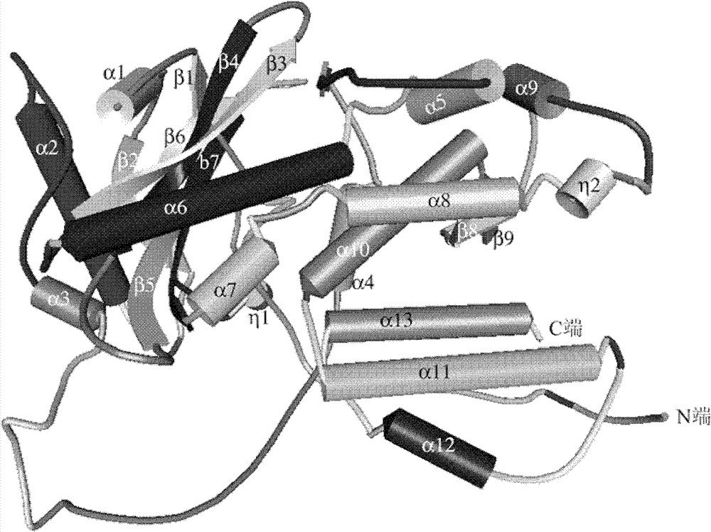 Novel application of caffeoylquinic acid compound