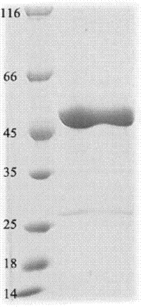 Novel application of caffeoylquinic acid compound