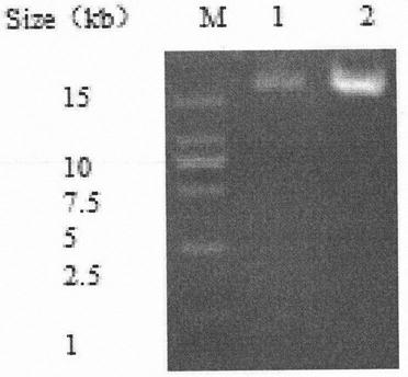 Recombinant turkey herpesvirus expressing HA gene and application thereof