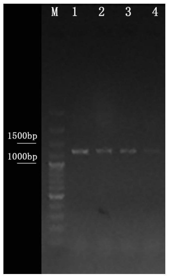 Arabidopsis thaliana clubroot infection candidate gene AT2G35930 and application thereof