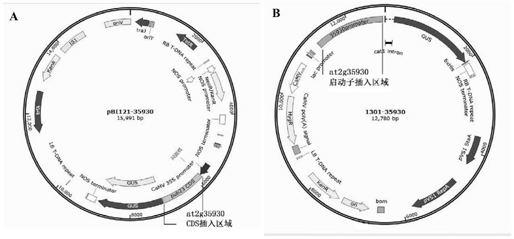 Arabidopsis thaliana clubroot infection candidate gene AT2G35930 and application thereof