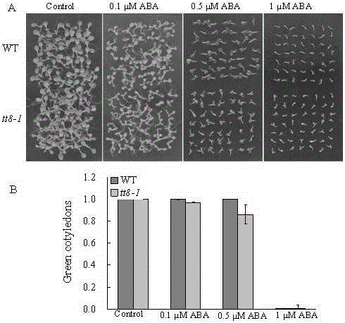 New application of Arabidopsis at4g09820 gene in plant salt tolerance