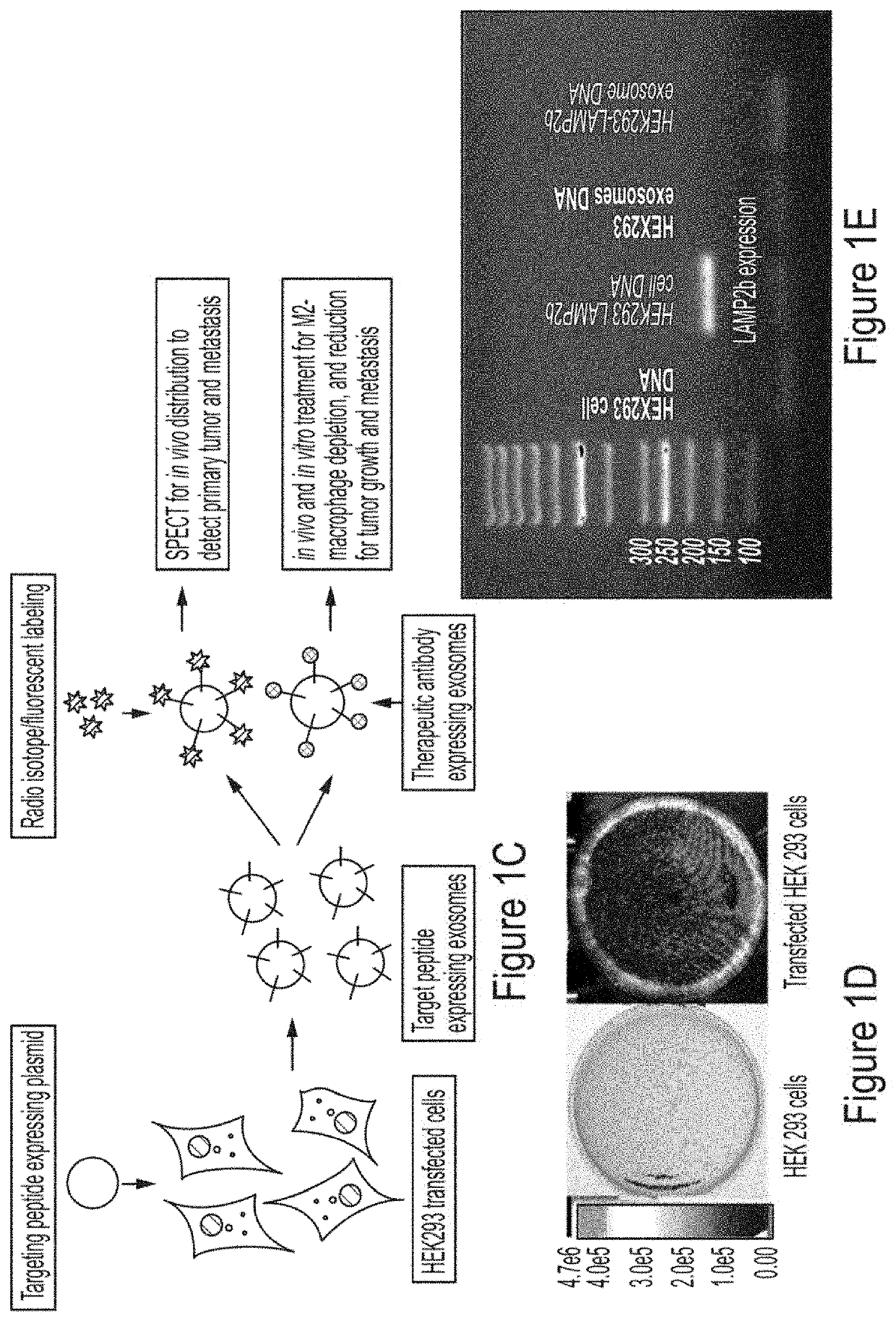 Engineered Exosomes to Detect and Deplete Pro-Tumorigenic Macrophages