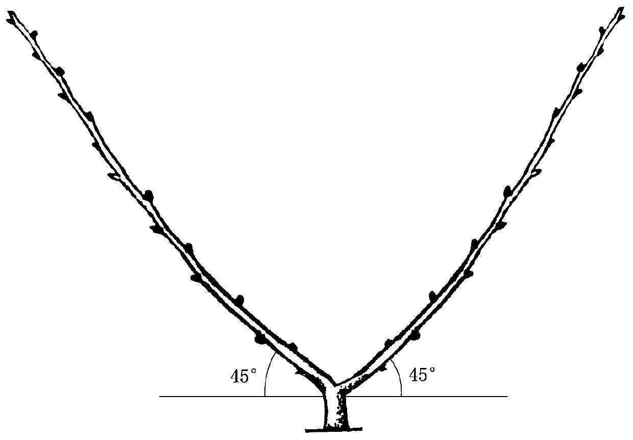 A pear tree "comb-shaped hedge" tree shape and its shaping method