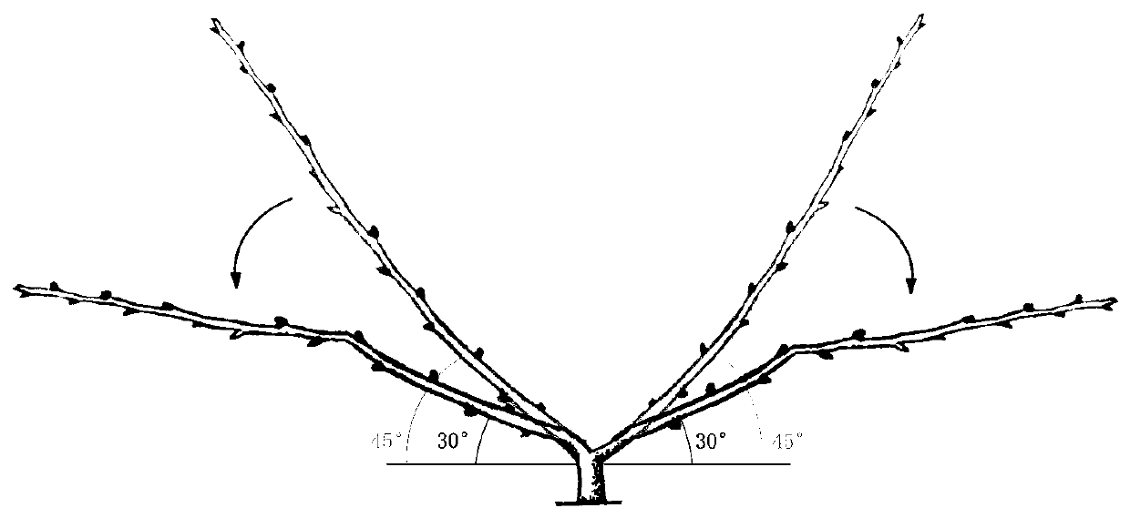 A pear tree "comb-shaped hedge" tree shape and its shaping method