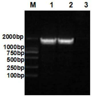 Indirect ELISA kit for detecting salmonella abortus equi antibody, preparation method and application of indirect ELISA kit