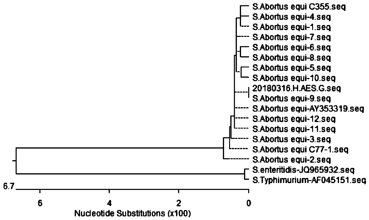 Indirect ELISA kit for detecting salmonella abortus equi antibody, preparation method and application of indirect ELISA kit