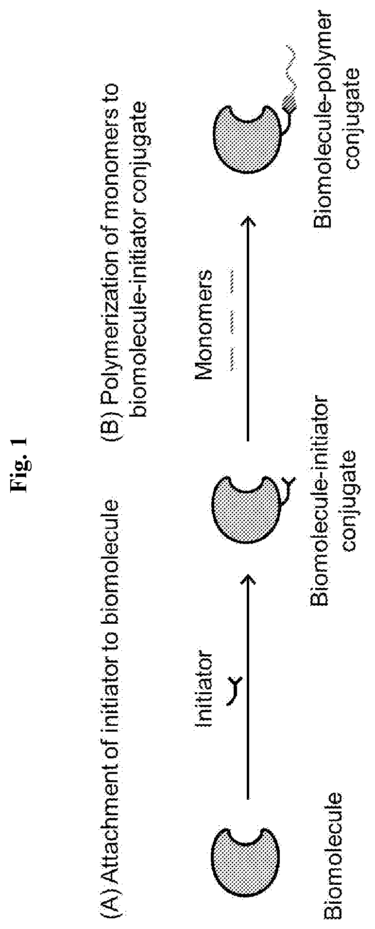 High-throughput synthesis of biomolecule-polymer conjugates